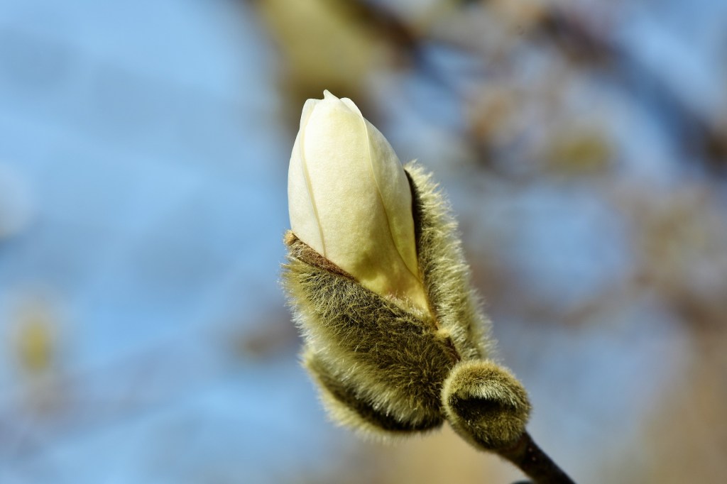 Magnolia