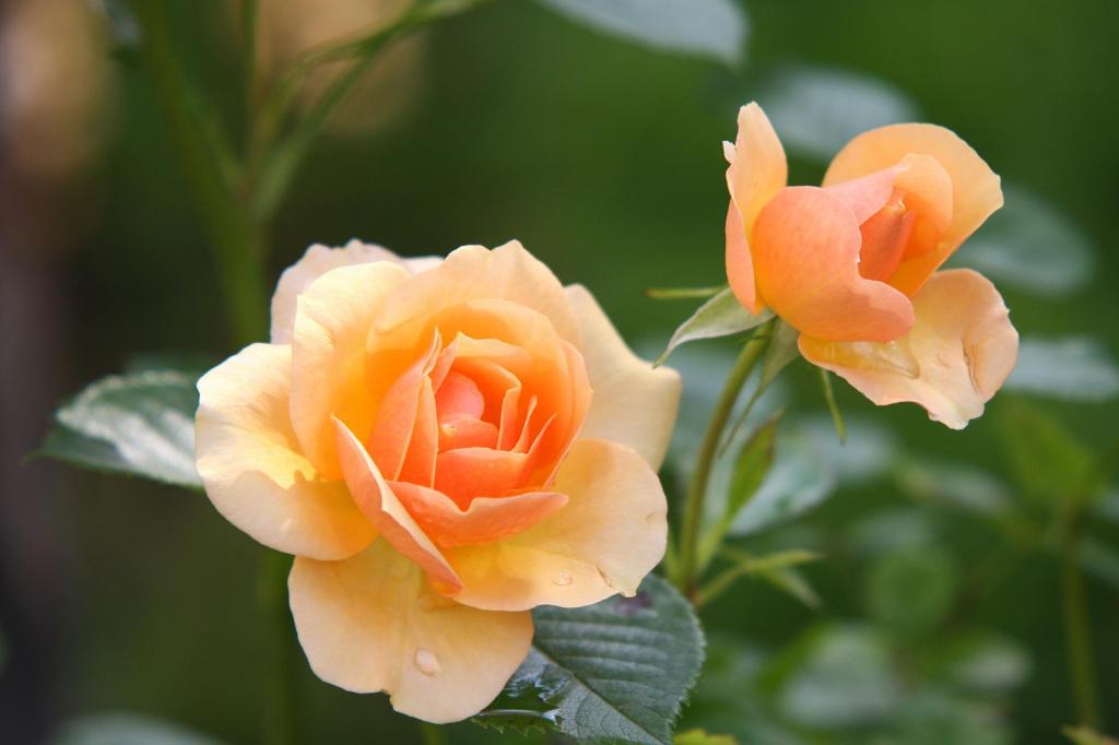 Rose garden