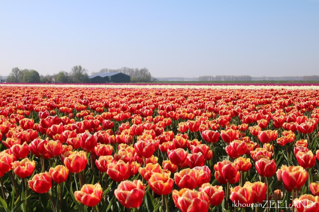 Lente in zicht