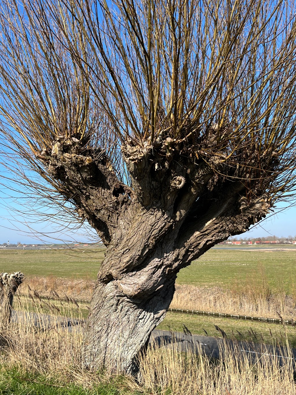 Hout woord