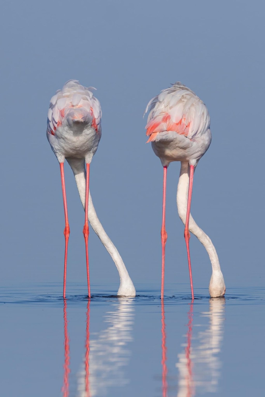 Roze zaterdag