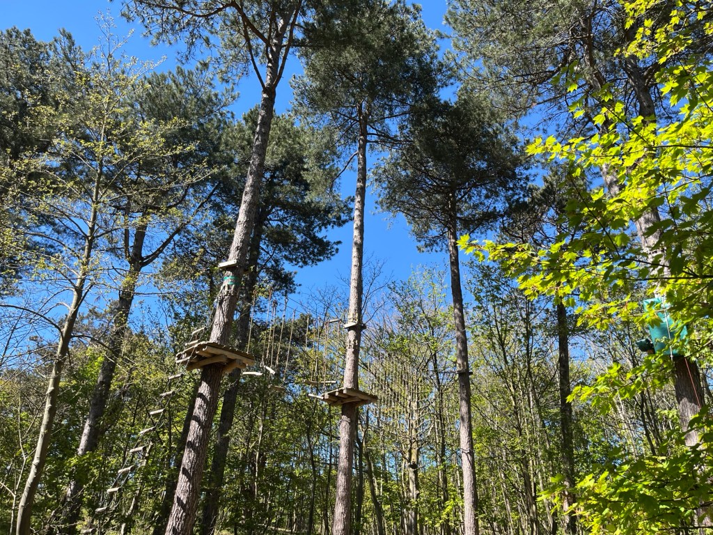 Hoog in de&nbsp;bomen