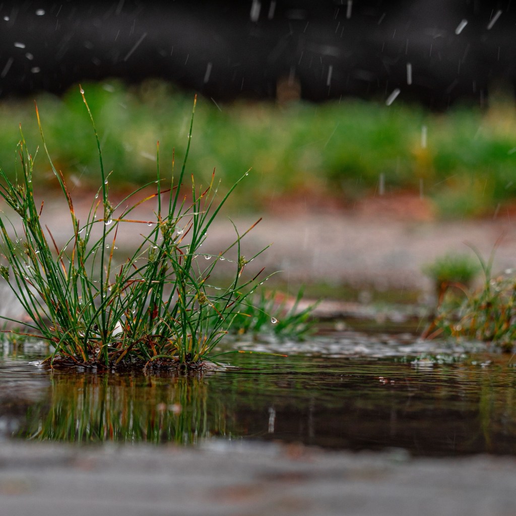 Petrichor