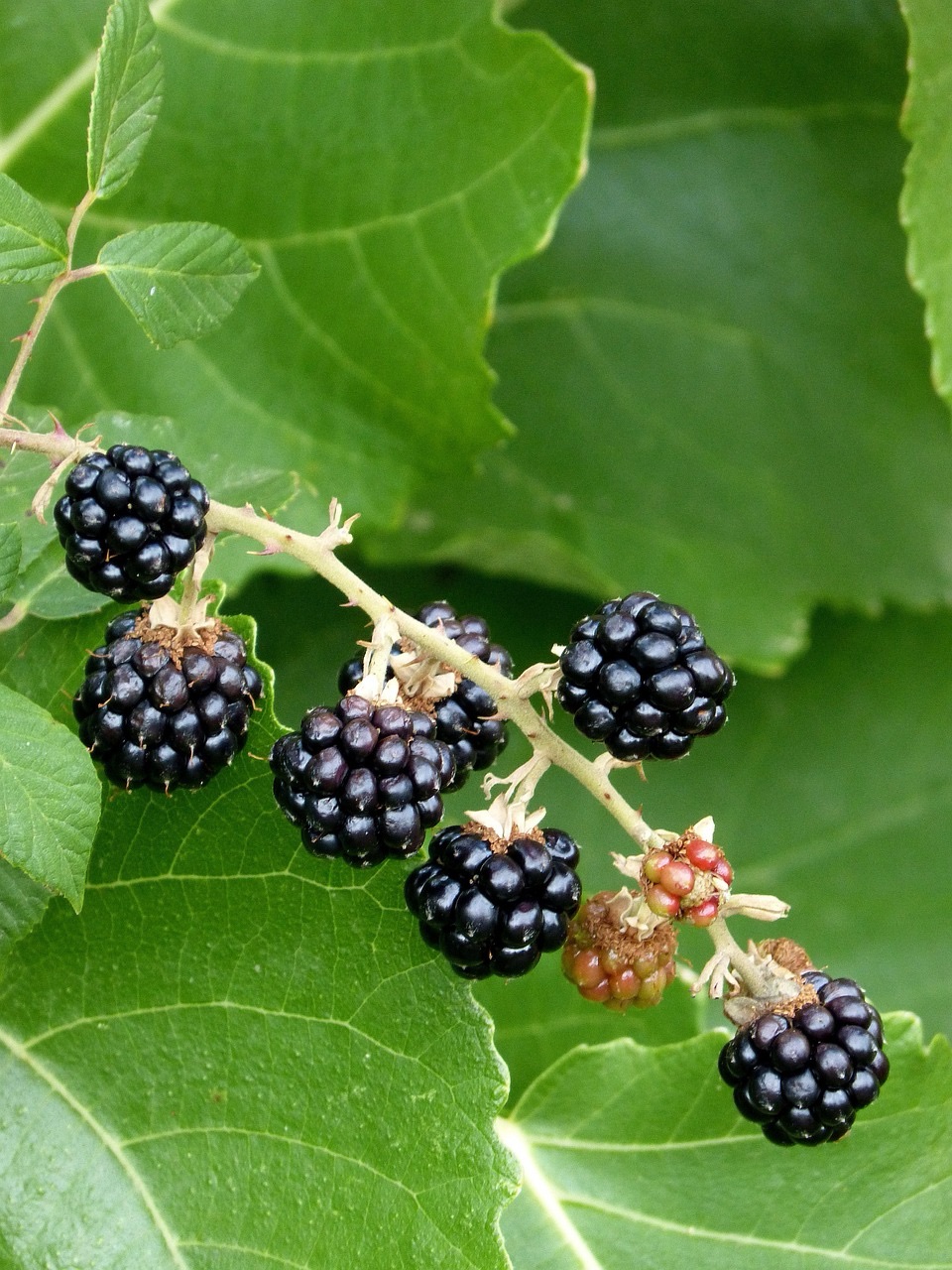Blackberries
